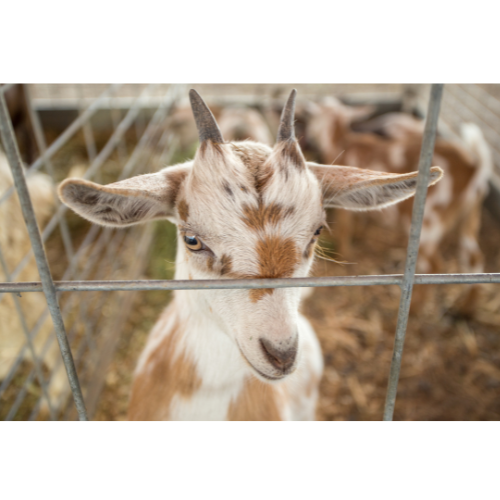 LIVESTOCK MGT EQUIPMENT