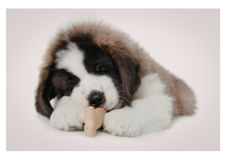 DOG BONES &amp; TREATS