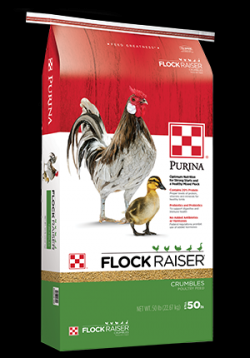 Chicken feed discount 50 pound bag