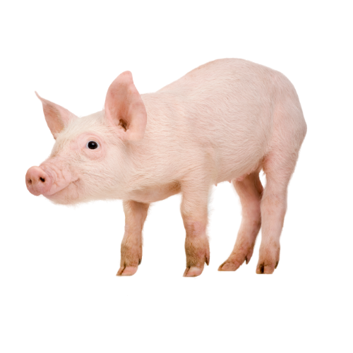 PIG