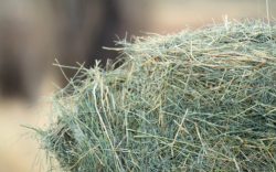 Alfalfa Hay Bale 3 String