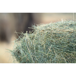 Alfalfa Hay Bale 2 String