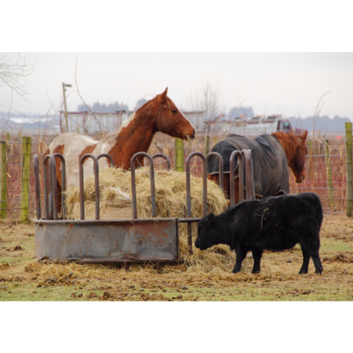 LIVESTOCK EQUIPMENT