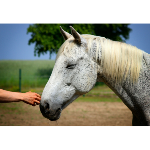 HORSE MEDS &amp; SUPPLEMENTS