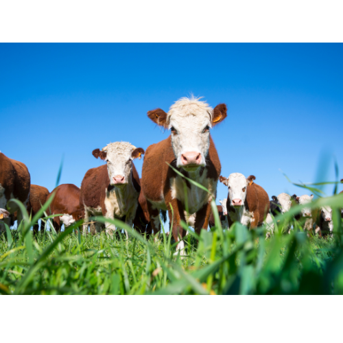 LIVESTOCK INSECTICIDES