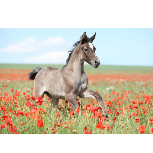 HORSE INSECTICIDES