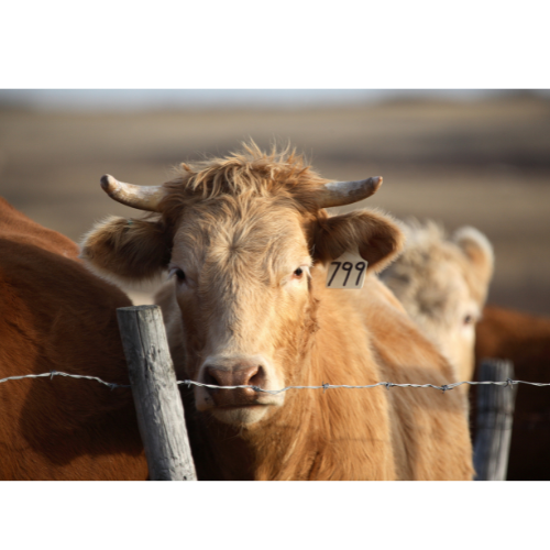 LIVESTOCK IDENTIFIERS